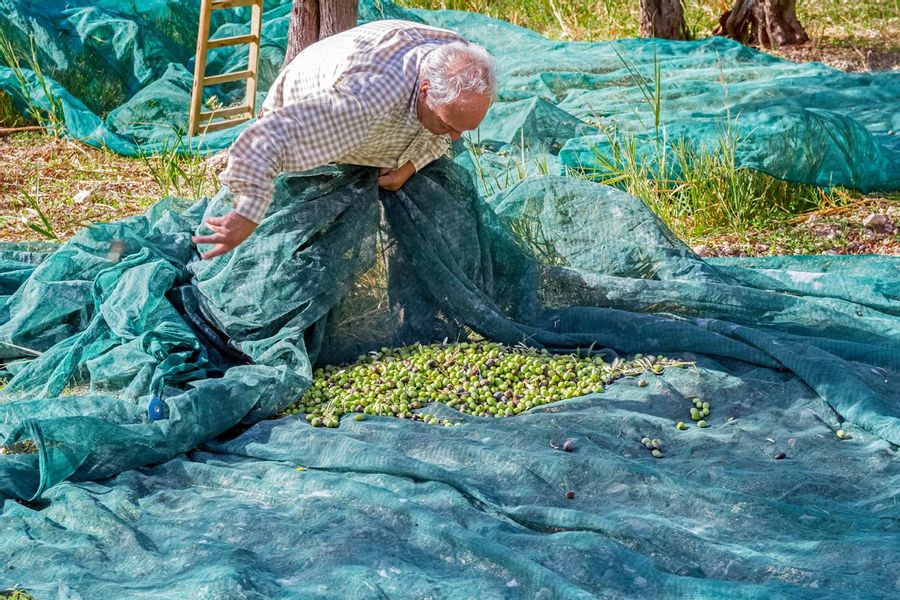 Olive harvest